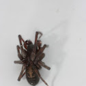 Hackledmesh Weaver Spider