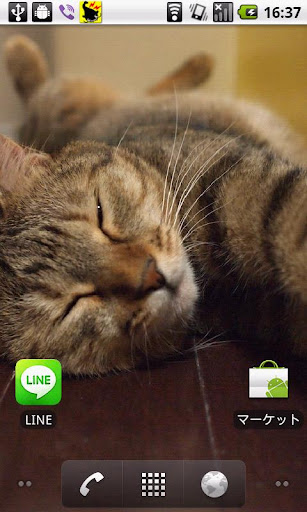 Cats Charity Live Wallpaper