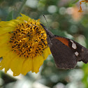 American Snout Butterfly