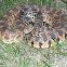 Bullsnake
