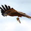 Kite