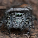 jumping spider