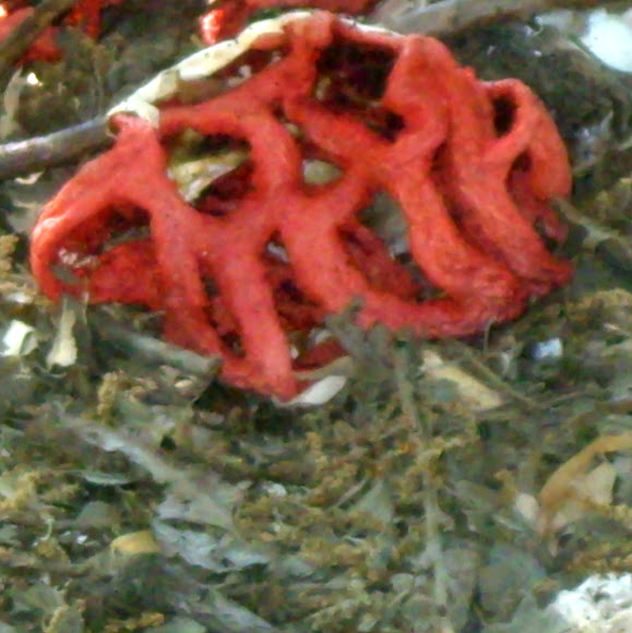 Spotting Image 1