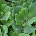 Water lettuce