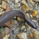 Rough earthsnake