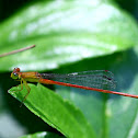 damselfly