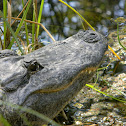 american alligator
