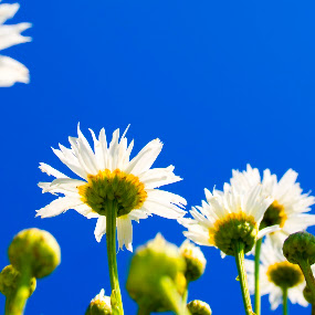 Daisies by Martin Thomas - Landscape & Nature Flowers & Plants