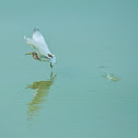 Chinese Pond Heron