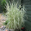 RIBBON GRASS