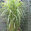 zebra grass Miscanthus sinensis 'Strictus'