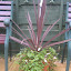 cordyline
