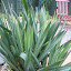 yucca