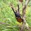 Hercules Beetle