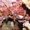 Hinge beak prawn