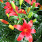 Red Lily