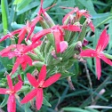 Royal Catchfly