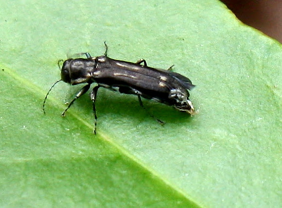 Spotting Image 1