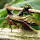 Membracídeos do Paraná / Membracids of Parana, Brazil