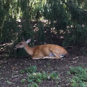 White-tailed deer