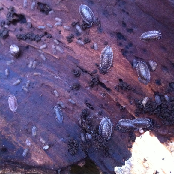 Spotting Image 1