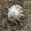 Rough Limpet