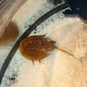 Atlantic Horseshoe Crab