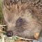 Hedgehog