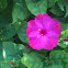 Mittagsblume