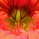 Nasturtium