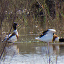 Shelduck; Tarro Blanco