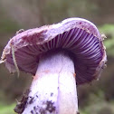Purple cortinar