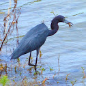 Little Blue Heron hunting Crayfish