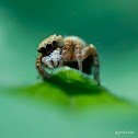 Jumping Spider