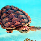 Loggerhead Sea Turtle (subadult)