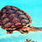 Loggerhead Sea Turtle (subadult)