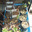 Kristiecav's Propagator garden