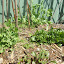 Beetroot - Heirloom Mix