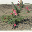 Grevillea Lanigera Dwarf
