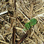 Cucumber Apple