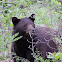 Black Bear