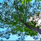 Long Leaf Pine Tree (Southern Yellow Pine)