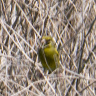Greenfinch; Verderón