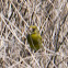 Greenfinch; Verderón