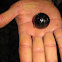 giant pill millipedes
