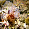 Anemone