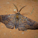 Moth