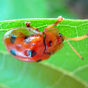 Ladybird Tortoise Beetle