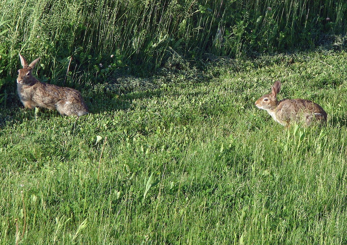 Eastern Cottontail Rabbit