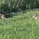 Eastern Cottontail Rabbit